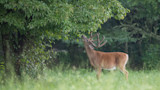 Buck with velvet antlers stretching to nibble leaves from a low tree branch in a grassy field