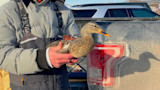 Hunter holding a female mallard beside a dusty truck tailgate, Cabela's straps visible