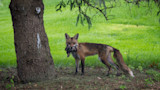 Red fox under a tree holding several dead grackles in its mouth