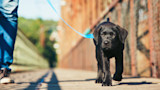 Black Labrador puppy on blue leash walking on wooden bridge; person in jeans at left.