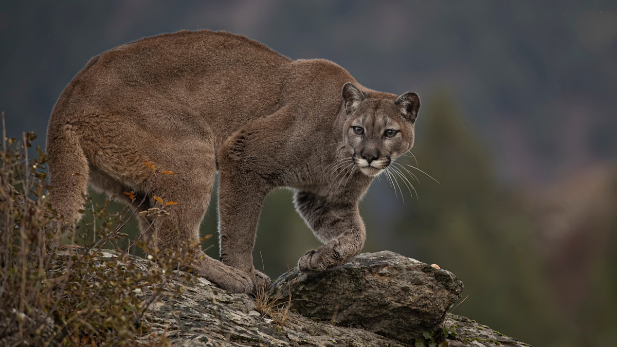 Canadian Man Punches Cougar in the Face