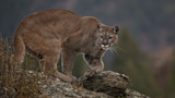 Canadian Man Punches Cougar in the Face