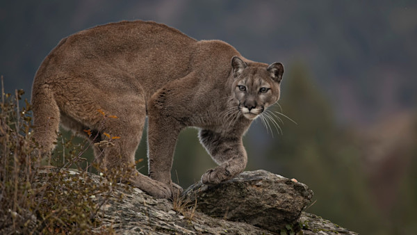 Canadian Man Punches Cougar in the Face