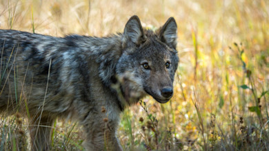 Wolf in tall golden grass looking toward camera