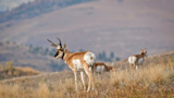 Pronghorn antelope standing in dry grassland with distant hills