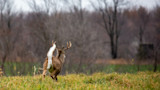 White-tailed buck running across a grassy field, tail raised, leafless trees behind