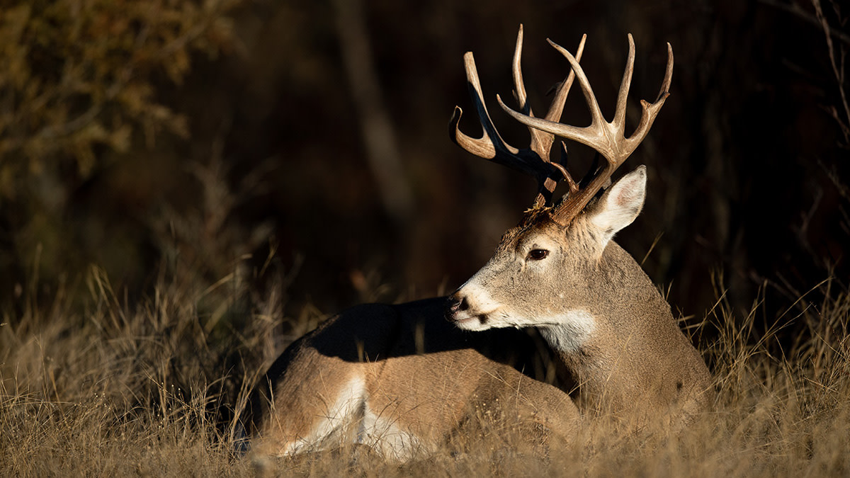 3 Unique Habits of the Biggest, Oldest Bucks