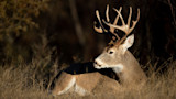 Mature whitetail buck with large antlers lying in grass