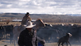 Cowboy on horseback roping a calf during cattle branding, ranch and snow-capped mountains behind