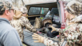 Three hunters loading a wild turkey into a pickup truck bed