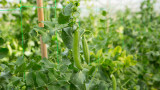 How Vertical Gardening Helps You Grow More Food