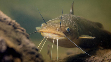 Yellow bullhead catfish facing camera underwater with whisker-like barbels
