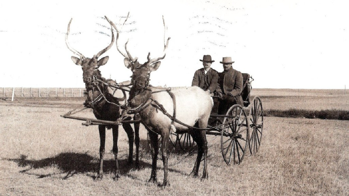 Is this Photo of Elk Pulling a Wagon Real?