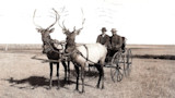 Two antlered elk hitched to a small wagon carrying two men in hats on a grassy plain