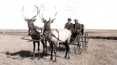 Fact Checker: Is this Photo of Elk Pulling a Wagon Real?