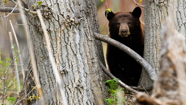 California Bear Hunt Ban Bill Withdrawn Amid Online Outcry