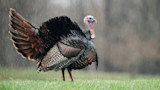 Wild tom turkey with fanned tail standing in rain on wet green grass