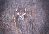 2014 Rut Predictions – A Return To The “Typical” Early November Rutting Frenzy