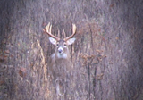 Whitetail buck with large antlers facing camera in tall brown grass