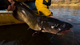 How to Catch Channel Catfish in Lakes and Ponds