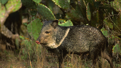 Javelina (collared peccary) beside prickly pear cactus in brush