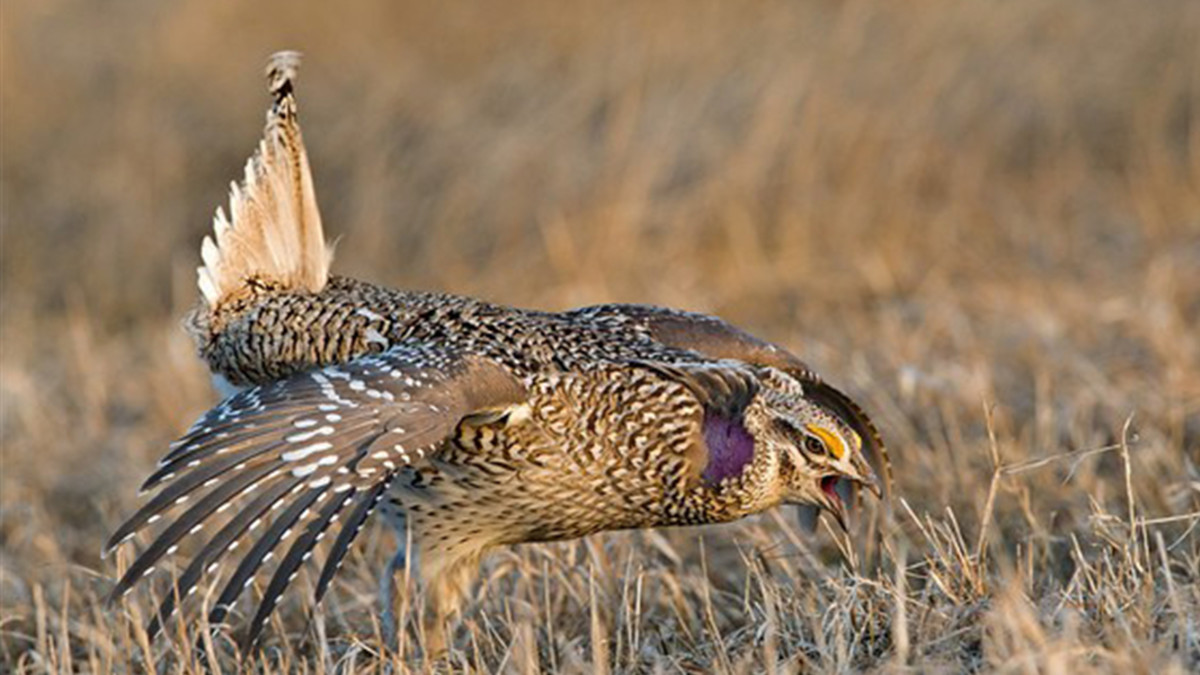 A Guide to Hunting Sharp-Tailed Grouse