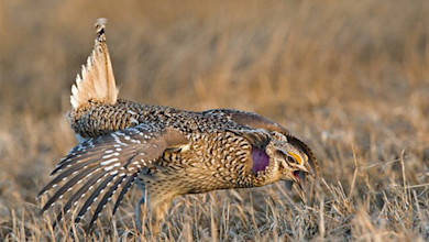 Sharp-tailed grouse displaying, tail raised, purple throat, open beak in dry grass