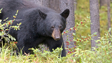 Black bear foraging among red-berried shrubs at forest edge