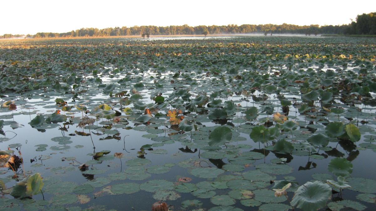 Reelfoot Lake Double Homicide Suspect David Vowell Found Dead