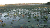 Marsh covered in lily pads with a tree-lined horizon at sunrise
