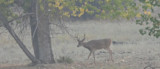Whitetail buck with antlers walking beneath a tree in a dry grassy field