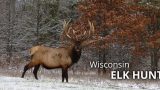 Conservation: More Elk Means More Elk Hunting