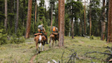 Two hunters on packhorses riding through a pine forest, orange packs visible