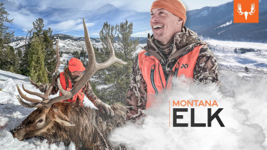 Montana Elk