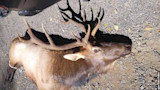 Elk Hunter Gored to Death by Wounded Bull