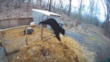 Black bear leaping over straw-covered pig pen while a pig huddles inside