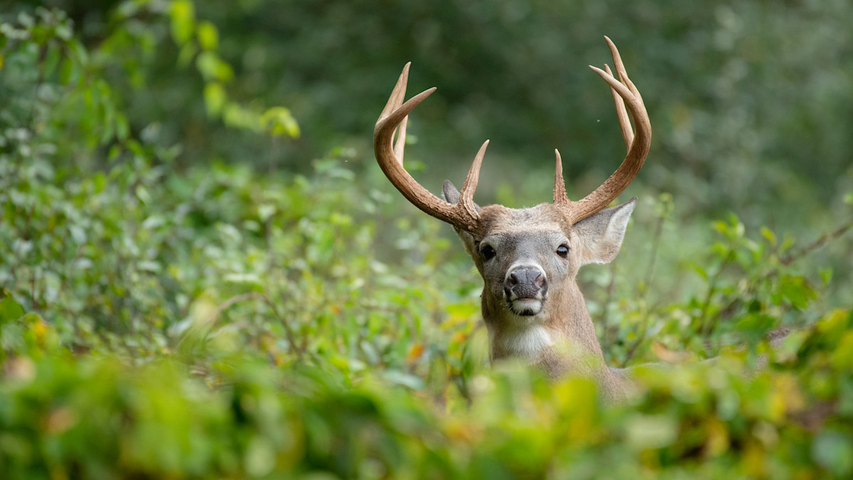 Identifying Big Woods Bedding in the South