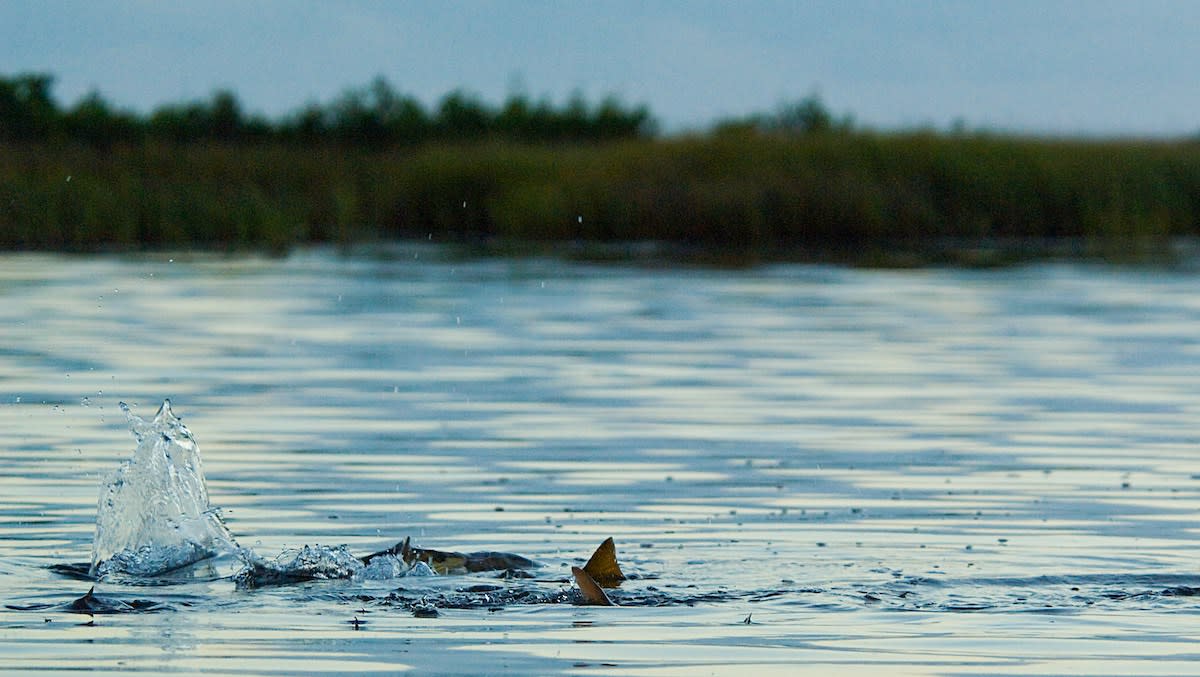 Blue-Collar Bonefish: Wading the Texas Coast for Reds
