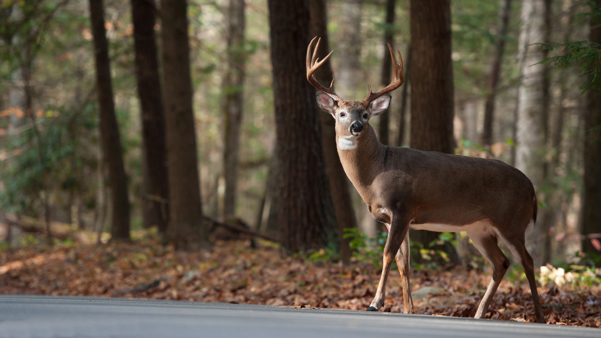 The Truth About Urban Deer Hunting
