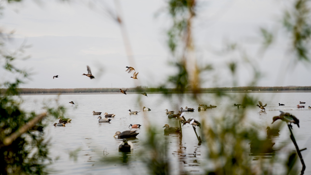 220103_SRME_SEASON_11_LA_WATERFOWL-20.jpg