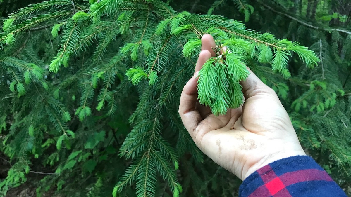 How to Forage for Evergreen Tips