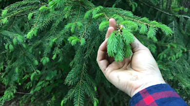 Hand holding fresh bright green spruce tips on evergreen branch