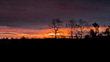 Orange and purple sunset over silhouetted leafless trees on the horizon