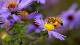 Honeybee collecting pollen on a purple aster flower