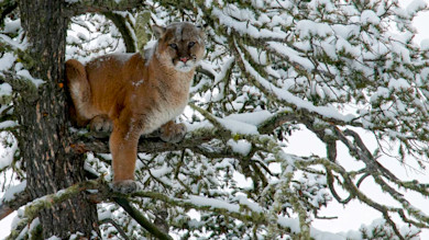 Mountain lion perched in snow-covered pine tree, facing camera