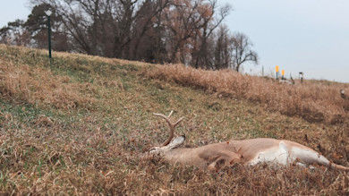 Roadside dead buck with antlers lying in grassy ditch under bare trees
