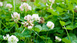 Honeybee on white clover blossoms amid green leaves