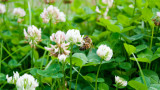 4 Best Cover Crops for Your Garden