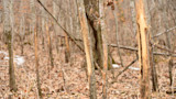3 Ways To Improve Your Winter Whitetail Scouting