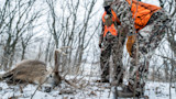 Dead buck on snowy forest floor with two hunters in camouflage and orange vests leaning over it